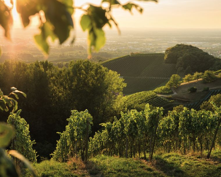 Ortenauer Weinpfad Weinparadies Ortenau